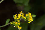 Eared goldenrod